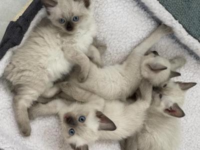 Xena - Siamese - Gallery Photo #1