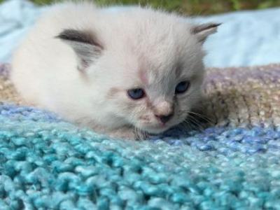 Skye - Minuet - Gallery Photo #1