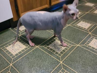 Belle - Sphynx - Gallery Photo #1