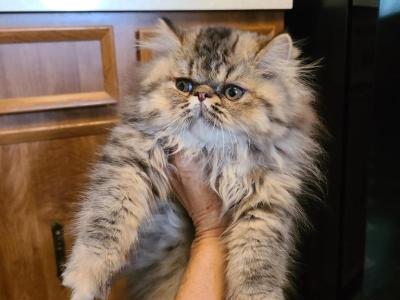 Ariel - Persian - Gallery Photo #1