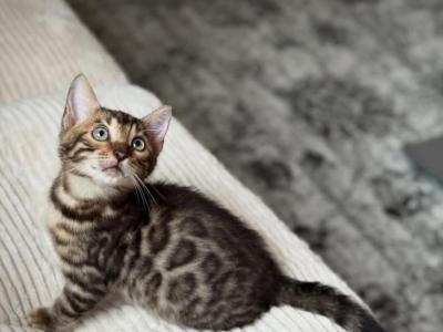 Rashimi - Bengal - Gallery Photo #1