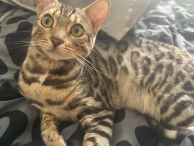 Sasha - Bengal - Gallery Photo #1