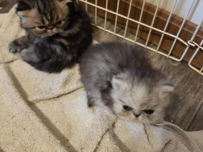 Violet's Kittens - Persian - Gallery Photo #1