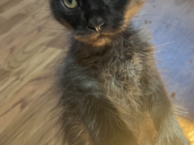 Polydactyl Mainecoons - Maine Coon - Gallery Photo #1