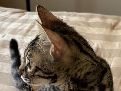 Mississippi - Bengal - Gallery Photo #1