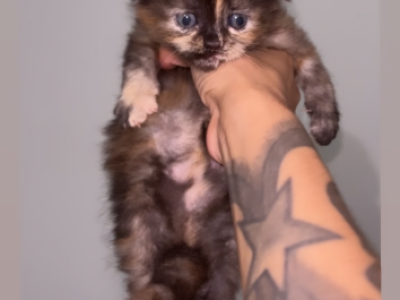 HappyPaws_BX - Scottish Fold - Gallery Photo #1