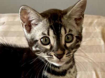 Man In Black - Bengal - Gallery Photo #1