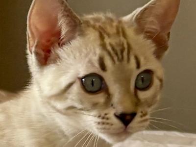 Sno Flurry - Bengal - Gallery Photo #1