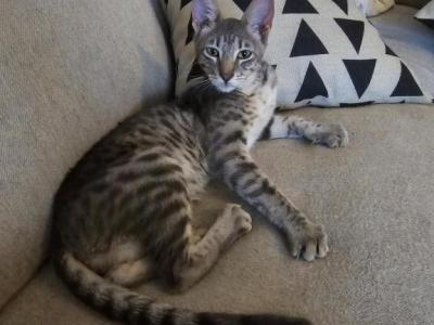 Luna - Savannah - Gallery Photo #1
