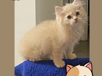 Orange Cream Persian - Persian - Gallery Photo #1
