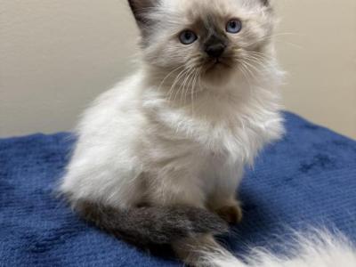 Ragdoll Seal Point Males - Ragdoll - Gallery Photo #1