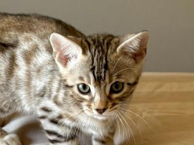Precious Man - Bengal - Gallery Photo #1