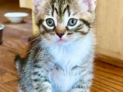 Tabby Tiger Girl - American Shorthair - Gallery Photo #1