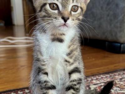 Tabby Boy - American Shorthair - Gallery Photo #1