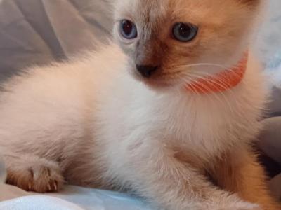 Chai Seal Point Siamese - Siamese - Gallery Photo #1