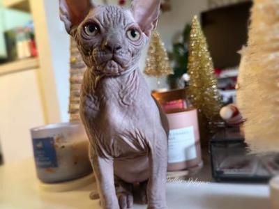Walter - Sphynx - Gallery Photo #1