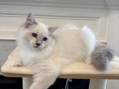 Tarzan - Ragdoll - Gallery Photo #1