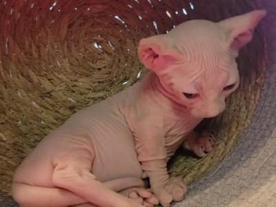 Strangesphynxandelfs - Sphynx - Gallery Photo #1