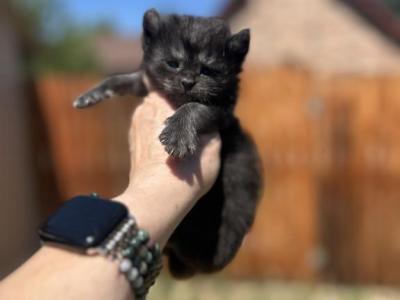 Highland Lynx June Litter - Highlander - Gallery Photo #1