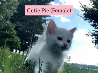 Cutie Pie - Turkish Angora - Gallery Photo #1