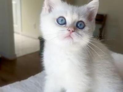 Golden  British Shorthair Colorpoint Kitten - British Shorthair - Gallery Photo #1