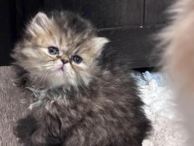 Stevie - Persian - Gallery Photo #1