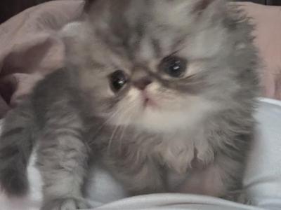 Timmy - Persian - Gallery Photo #1