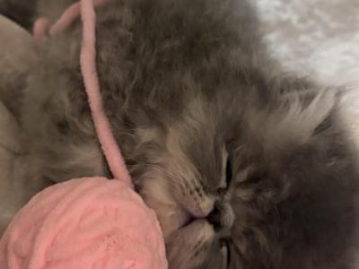Beau - Persian - Gallery Photo #1