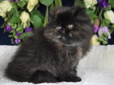 Blair - Persian - Gallery Photo #1