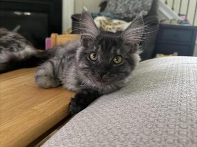 Smoke Grey Female - Maine Coon - Gallery Photo #1