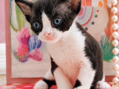 Kai - Devon Rex - Gallery Photo #1
