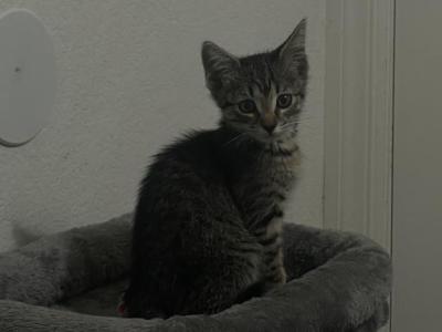 Worm - Domestic - Gallery Photo #1