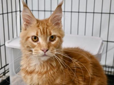 Chester - Maine Coon - Gallery Photo #1