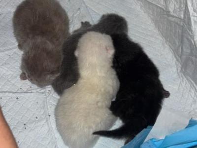 Elias Cattery Newborns - Scottish Fold - Gallery Photo #1