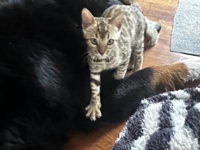 Poppy - Bengal - Gallery Photo #1