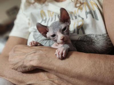 Mantis - Sphynx - Gallery Photo #1