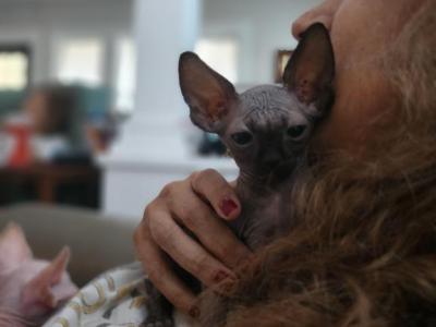 Weevil - Sphynx - Gallery Photo #1