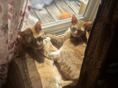 Luna And Nova - Domestic - Gallery Photo #1