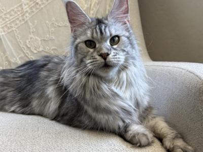 Gweneviere Resgistered As Jolie - Maine Coon - Gallery Photo #1