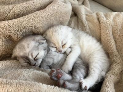 Scottish Fold And Straight - Scottish Fold - Gallery Photo #1