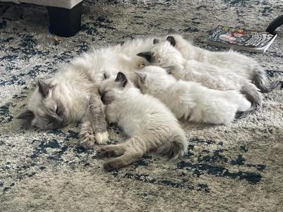 Litter Of Kittens - Ragdoll - Gallery Photo #1