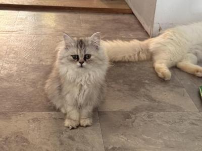 Coco - Persian - Gallery Photo #1
