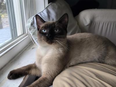 Siamese Manx - Manx - Gallery Photo #1