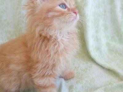 Titus - Siberian - Gallery Photo #1