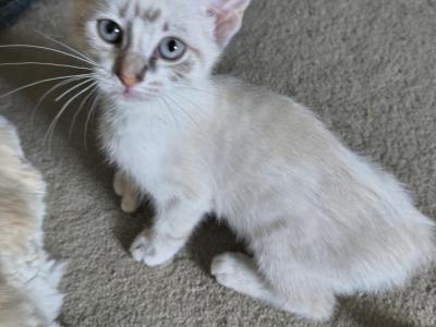 Highlander Polydactyl No Tail - Highlander - Gallery Photo #1