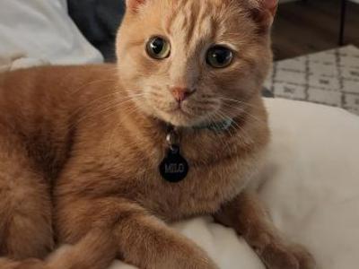 Milo - Domestic - Gallery Photo #1
