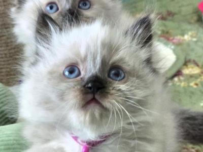 Himalayan Kittens - Himalayan - Gallery Photo #1