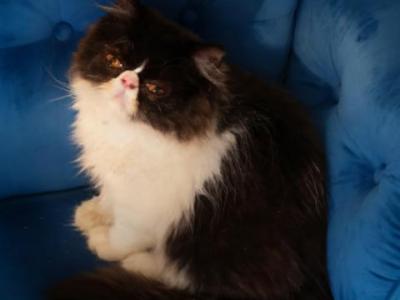 C F A Black Bicolor Male Persian Kitten - Persian - Gallery Photo #1