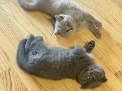 Gina And Bluey - Scottish Fold - Gallery Photo #1