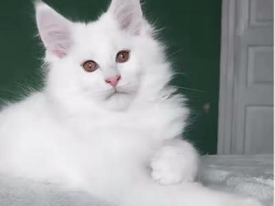 Lina - Maine Coon - Gallery Photo #1